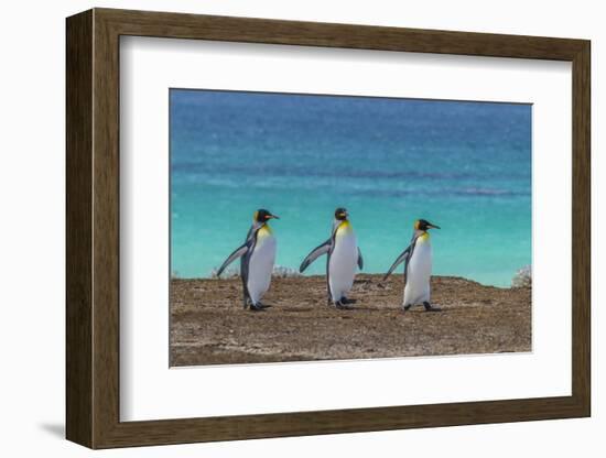Falkland Islands, East Falkland. King Penguins Walking-Cathy & Gordon Illg-Framed Photographic Print