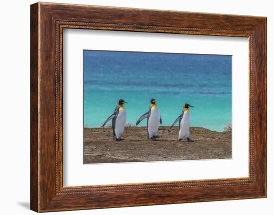 Falkland Islands, East Falkland. King Penguins Walking-Cathy & Gordon Illg-Framed Photographic Print