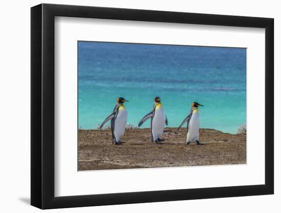 Falkland Islands, East Falkland. King Penguins Walking-Cathy & Gordon Illg-Framed Photographic Print