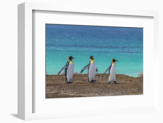 Falkland Islands, East Falkland. King Penguins Walking-Cathy & Gordon Illg-Framed Photographic Print