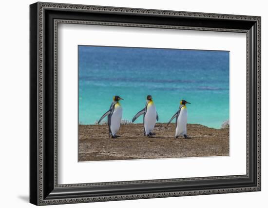 Falkland Islands, East Falkland. King Penguins Walking-Cathy & Gordon Illg-Framed Photographic Print