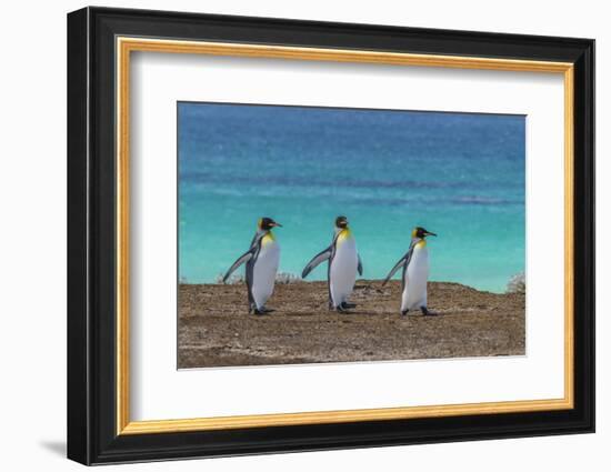 Falkland Islands, East Falkland. King Penguins Walking-Cathy & Gordon Illg-Framed Photographic Print