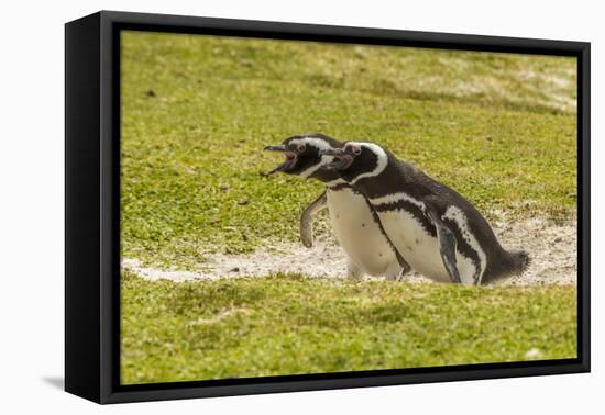 Falkland Islands, East Falkland. Magellanic Penguins Braying-Cathy & Gordon Illg-Framed Premier Image Canvas