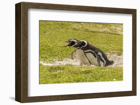 Falkland Islands, East Falkland. Magellanic Penguins Braying-Cathy & Gordon Illg-Framed Photographic Print