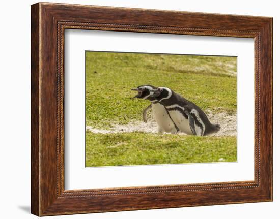 Falkland Islands, East Falkland. Magellanic Penguins Braying-Cathy & Gordon Illg-Framed Photographic Print