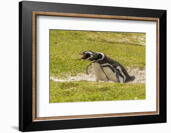 Falkland Islands, East Falkland. Magellanic Penguins Braying-Cathy & Gordon Illg-Framed Photographic Print