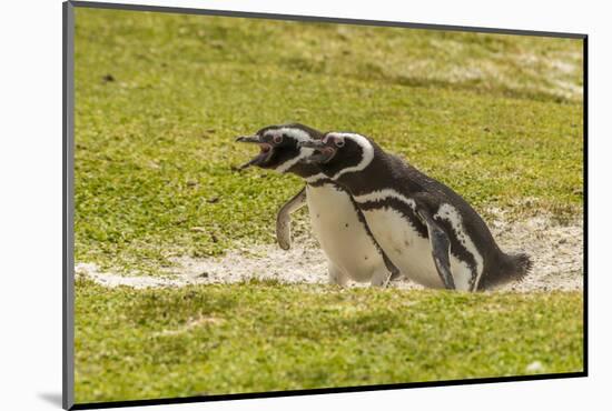 Falkland Islands, East Falkland. Magellanic Penguins Braying-Cathy & Gordon Illg-Mounted Photographic Print