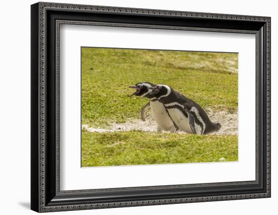 Falkland Islands, East Falkland. Magellanic Penguins Braying-Cathy & Gordon Illg-Framed Photographic Print