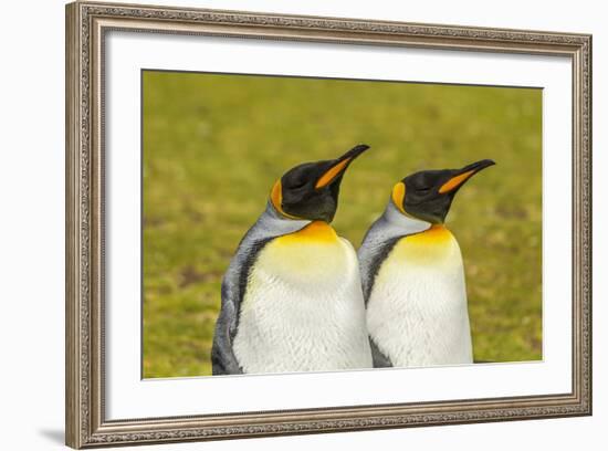 Falkland Islands, East Falkland. Pair of King Penguins-Cathy & Gordon Illg-Framed Photographic Print