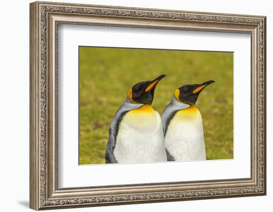 Falkland Islands, East Falkland. Pair of King Penguins-Cathy & Gordon Illg-Framed Photographic Print