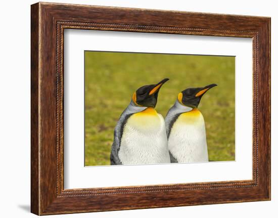 Falkland Islands, East Falkland. Pair of King Penguins-Cathy & Gordon Illg-Framed Photographic Print