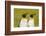 Falkland Islands, East Falkland. Pair of King Penguins-Cathy & Gordon Illg-Framed Photographic Print