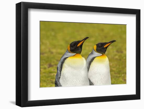 Falkland Islands, East Falkland. Pair of King Penguins-Cathy & Gordon Illg-Framed Photographic Print