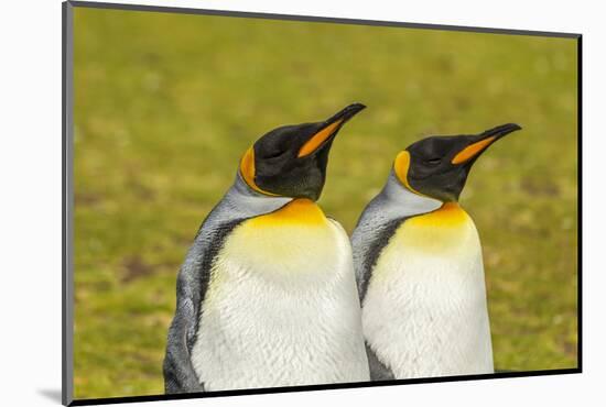 Falkland Islands, East Falkland. Pair of King Penguins-Cathy & Gordon Illg-Mounted Photographic Print