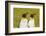 Falkland Islands, East Falkland. Pair of King Penguins-Cathy & Gordon Illg-Framed Photographic Print