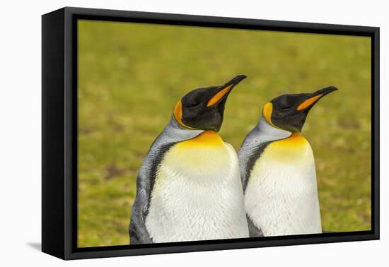 Falkland Islands, East Falkland. Pair of King Penguins-Cathy & Gordon Illg-Framed Premier Image Canvas