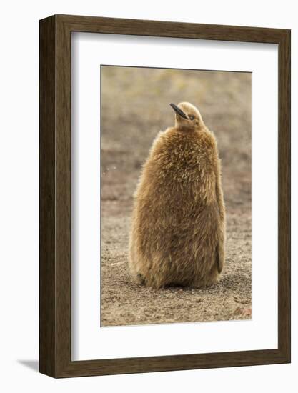 Falkland Islands, East Falkland, Saunders Island. King Penguin Chick-Cathy & Gordon Illg-Framed Photographic Print