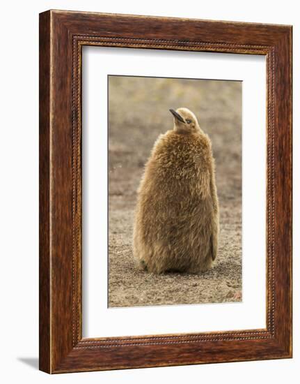 Falkland Islands, East Falkland, Saunders Island. King Penguin Chick-Cathy & Gordon Illg-Framed Photographic Print