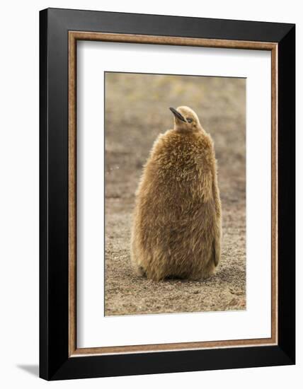 Falkland Islands, East Falkland, Saunders Island. King Penguin Chick-Cathy & Gordon Illg-Framed Photographic Print