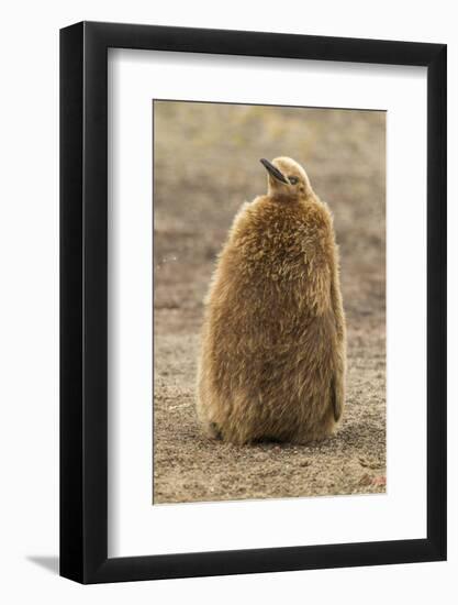 Falkland Islands, East Falkland, Saunders Island. King Penguin Chick-Cathy & Gordon Illg-Framed Photographic Print