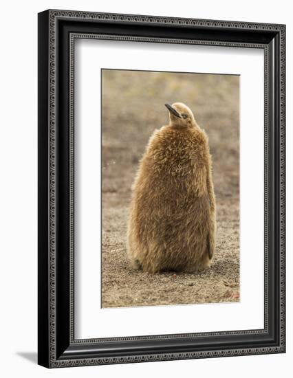 Falkland Islands, East Falkland, Saunders Island. King Penguin Chick-Cathy & Gordon Illg-Framed Photographic Print