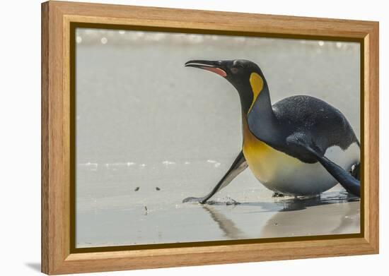 Falkland Islands, East Falkland, Volunteer Point. King penguin on beach.-Jaynes Gallery-Framed Premier Image Canvas