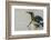 Falkland Islands, East Falkland, Volunteer Point. King penguin on beach.-Jaynes Gallery-Framed Photographic Print