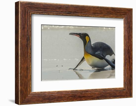 Falkland Islands, East Falkland, Volunteer Point. King penguin on beach.-Jaynes Gallery-Framed Photographic Print