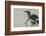 Falkland Islands, East Falkland, Volunteer Point. King penguin on beach.-Jaynes Gallery-Framed Photographic Print