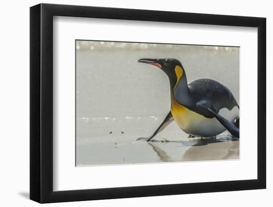 Falkland Islands, East Falkland, Volunteer Point. King penguin on beach.-Jaynes Gallery-Framed Photographic Print