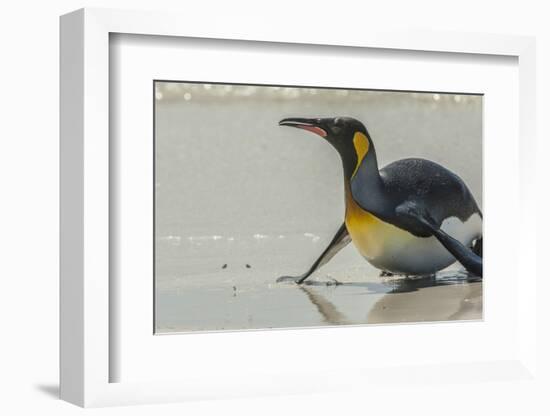 Falkland Islands, East Falkland, Volunteer Point. King penguin on beach.-Jaynes Gallery-Framed Photographic Print