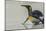 Falkland Islands, East Falkland, Volunteer Point. King penguin on beach.-Jaynes Gallery-Mounted Photographic Print
