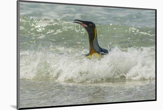 Falkland Islands, East Falkland, Volunteer Point. King Penguin-Cathy & Gordon Illg-Mounted Photographic Print