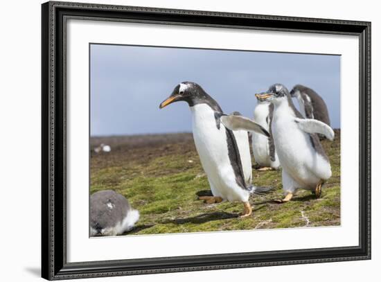 Falkland Islands. Gentoo Penguin Chicks Only Fed after a Wild Pursuit-Martin Zwick-Framed Photographic Print