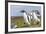 Falkland Islands. Gentoo Penguin Chicks Only Fed after a Wild Pursuit-Martin Zwick-Framed Photographic Print