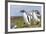 Falkland Islands. Gentoo Penguin Chicks Only Fed after a Wild Pursuit-Martin Zwick-Framed Photographic Print