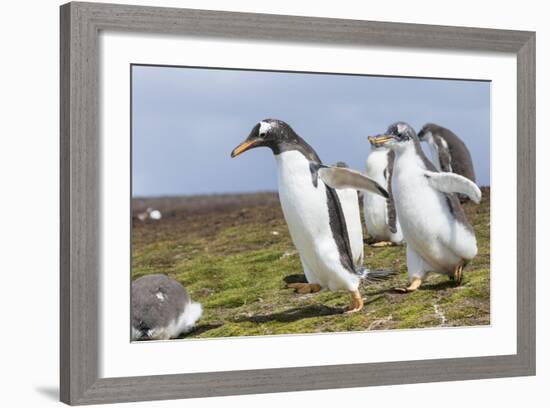 Falkland Islands. Gentoo Penguin Chicks Only Fed after a Wild Pursuit-Martin Zwick-Framed Photographic Print