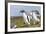 Falkland Islands. Gentoo Penguin Chicks Only Fed after a Wild Pursuit-Martin Zwick-Framed Photographic Print