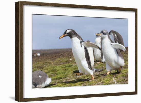 Falkland Islands. Gentoo Penguin Chicks Only Fed after a Wild Pursuit-Martin Zwick-Framed Photographic Print