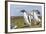 Falkland Islands. Gentoo Penguin Chicks Only Fed after a Wild Pursuit-Martin Zwick-Framed Photographic Print