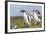 Falkland Islands. Gentoo Penguin Chicks Only Fed after a Wild Pursuit-Martin Zwick-Framed Photographic Print