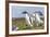 Falkland Islands. Gentoo Penguin Chicks Only Fed after a Wild Pursuit-Martin Zwick-Framed Photographic Print