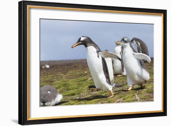 Falkland Islands. Gentoo Penguin Chicks Only Fed after a Wild Pursuit-Martin Zwick-Framed Photographic Print