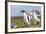 Falkland Islands. Gentoo Penguin Chicks Only Fed after a Wild Pursuit-Martin Zwick-Framed Photographic Print