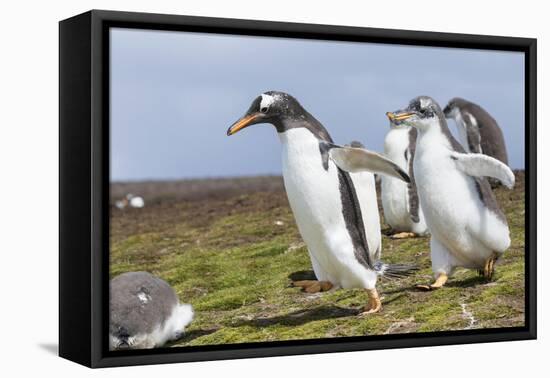 Falkland Islands. Gentoo Penguin Chicks Only Fed after a Wild Pursuit-Martin Zwick-Framed Premier Image Canvas