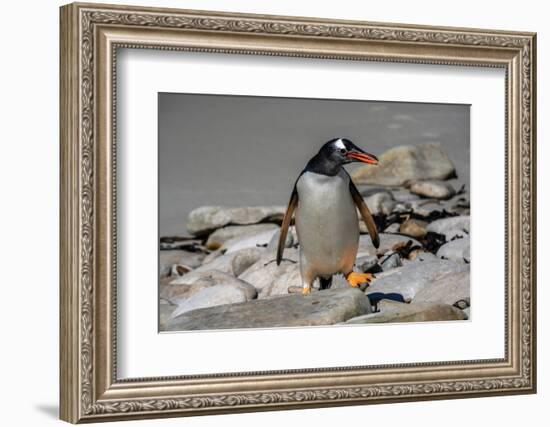 Falkland Islands, Gentoo Penguin climbs onto the beach.-Howie Garber-Framed Photographic Print