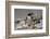 Falkland Islands, Gentoo Penguin climbs onto the beach.-Howie Garber-Framed Photographic Print