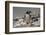 Falkland Islands, Gentoo Penguin climbs onto the beach.-Howie Garber-Framed Photographic Print