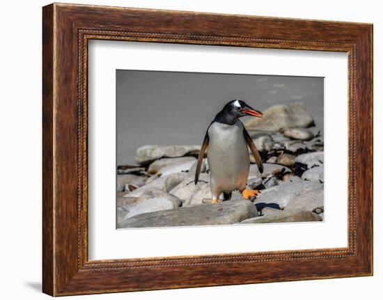 Falkland Islands, Gentoo Penguin climbs onto the beach.-Howie Garber-Framed Photographic Print