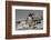 Falkland Islands, Gentoo Penguin climbs onto the beach.-Howie Garber-Framed Photographic Print